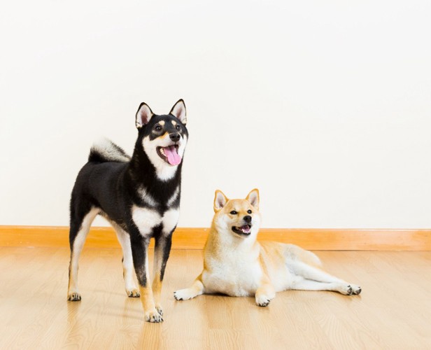 黒と茶で毛色が異なる2頭の柴犬