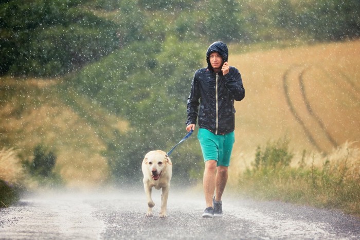 雨の中散歩をしている犬
