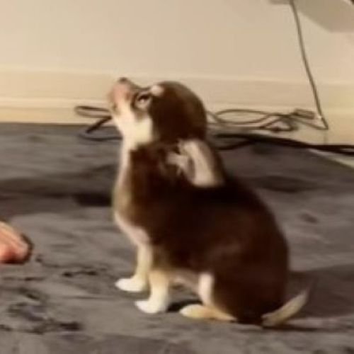 飼い主さんが大好きなようです♡