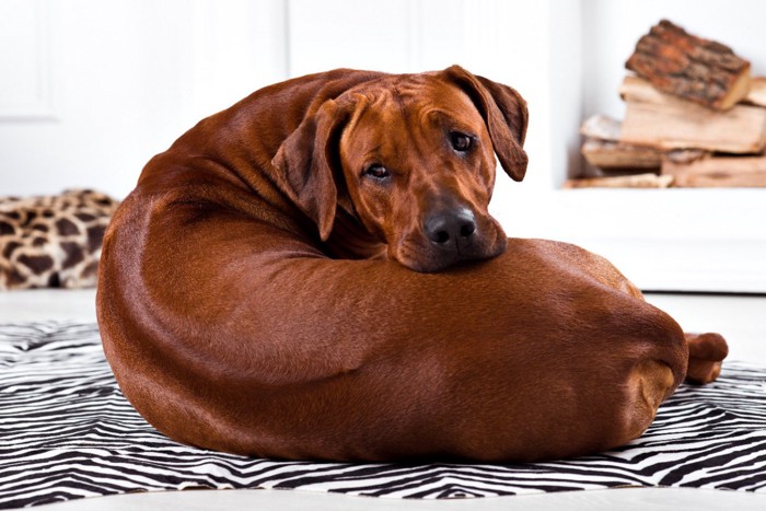 振り向く犬