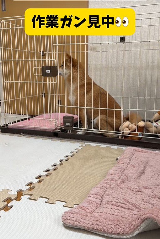 業者さんが来た日のはなちゃん6