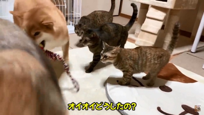 気になる猫たち