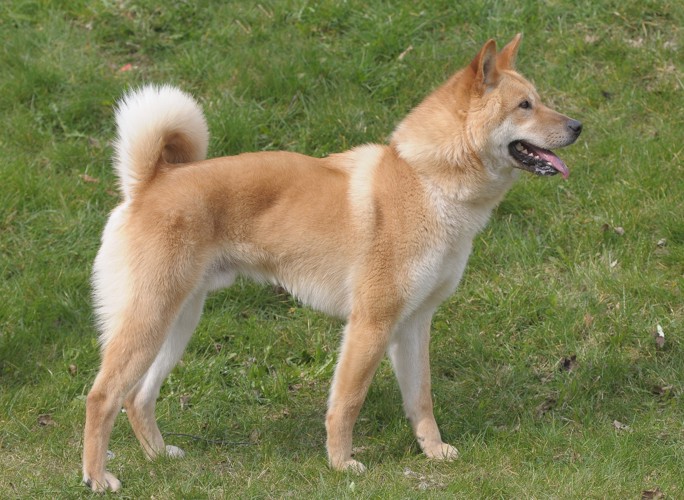 芝生の上で横向きに立つ珍島犬