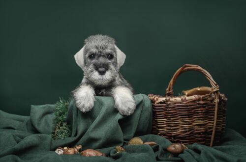 きのこと犬