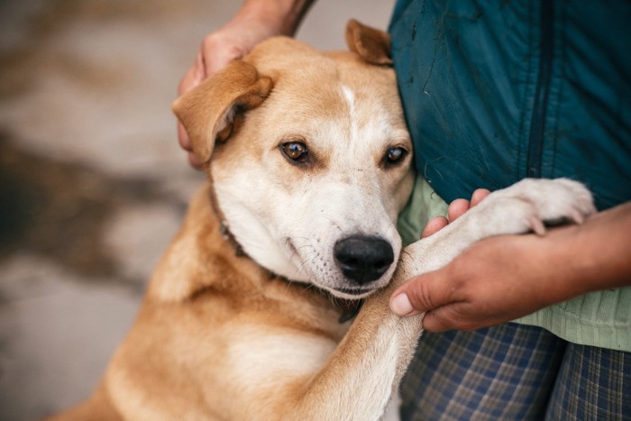 飼い主にベタベタな犬