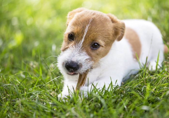 おやつを食べる犬