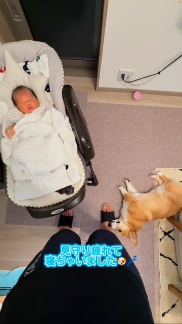 昼寝する赤ちゃんを見つめるコーギー