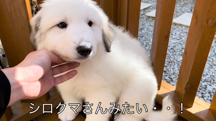 シロクマのような子犬の姿が！