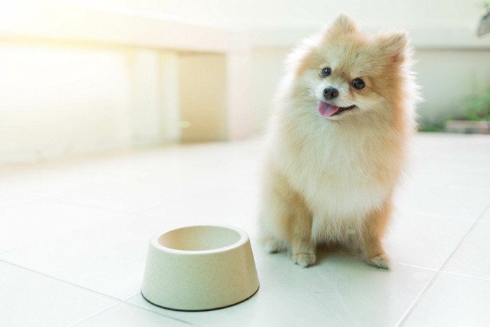 食器の前で首を傾げながら座る犬
