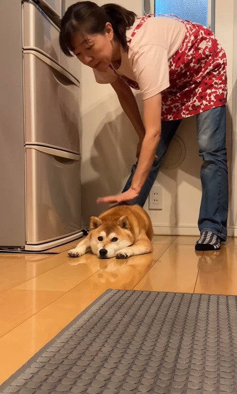 冷蔵庫の前に居座る茶々丸ちゃん