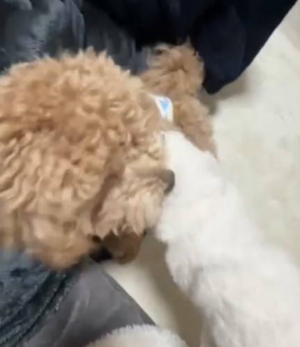背中を撫でられる犬