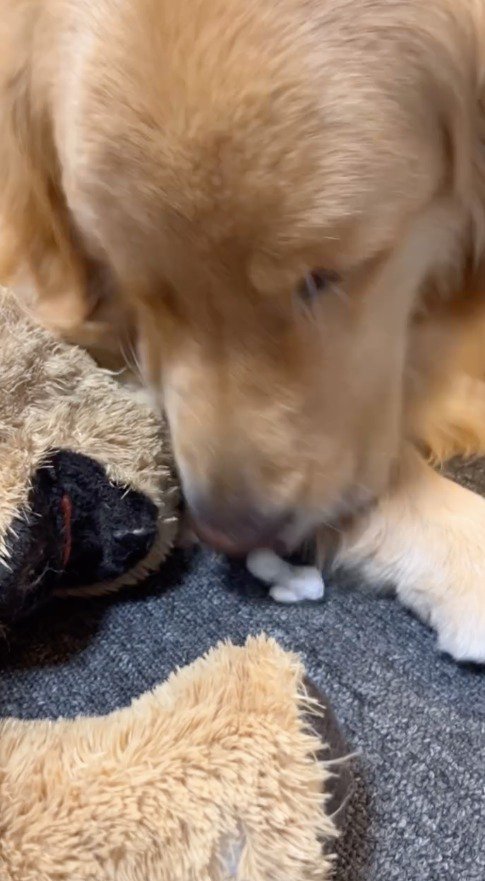 ぬいぐるみから出た綿の匂いを嗅ぐ犬