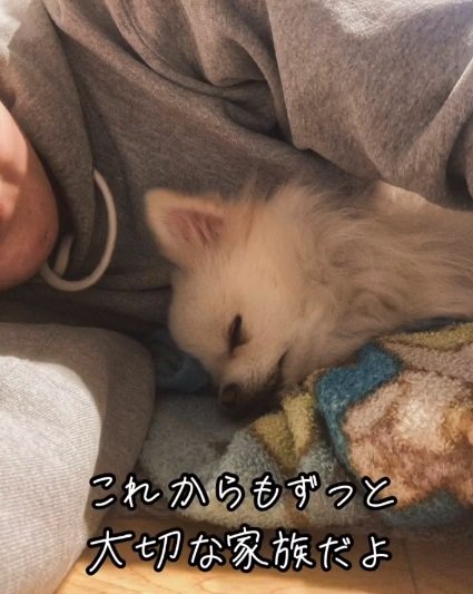 寄り添って眠るゆめちゃん