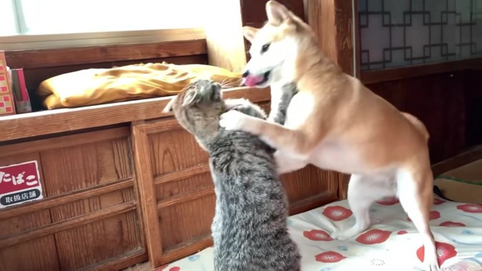 再攻撃する空ちゃん