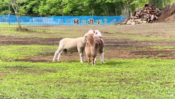 「友達になろう！！」