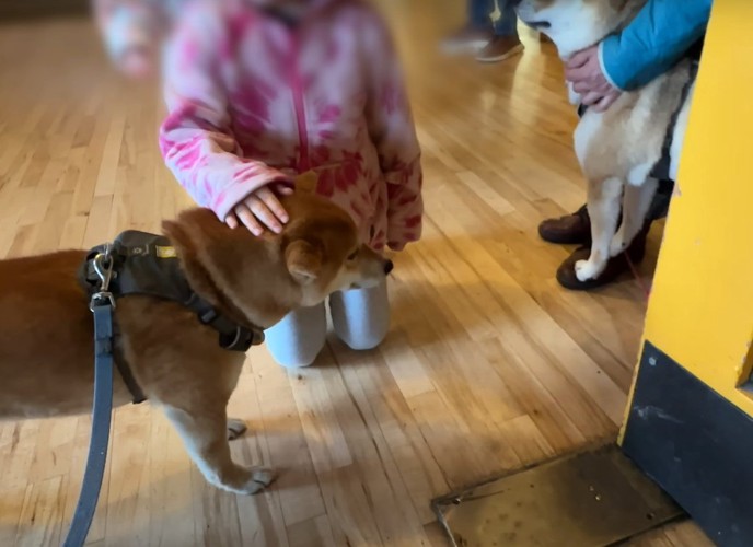 子供に撫でられる犬