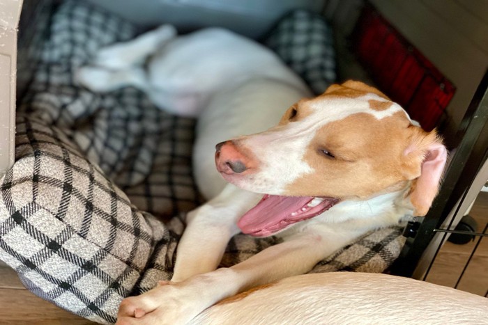 ベッドが置かれたケージ内で寝る犬