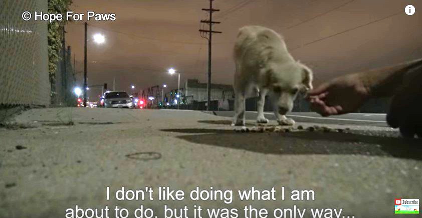 まいたエサを食べる犬