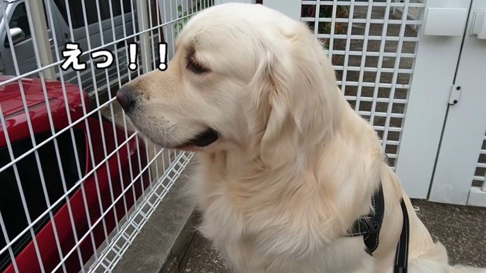 病院を嫌がるギンちゃん2