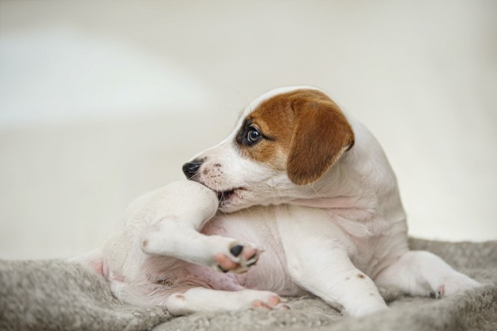 後足を痒そうに噛んでいる犬