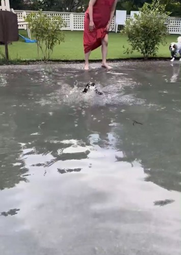 入水する犬1