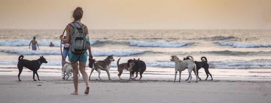 海岸にいる犬の群れ