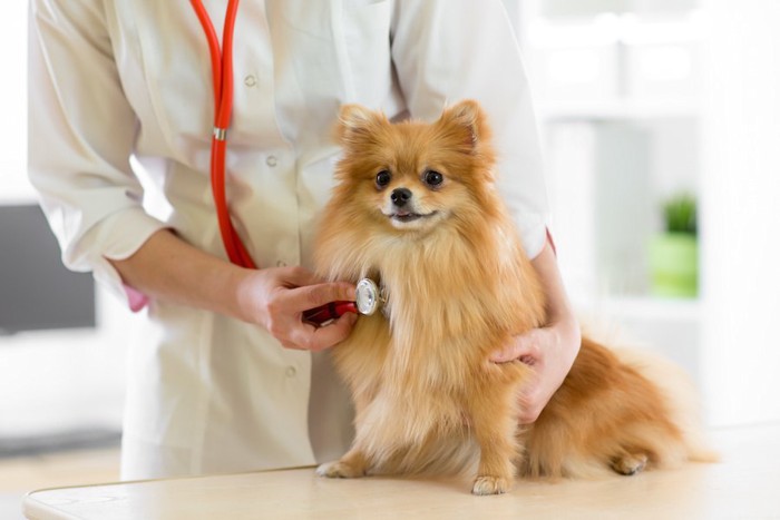 病院で聴診器を当てられている犬