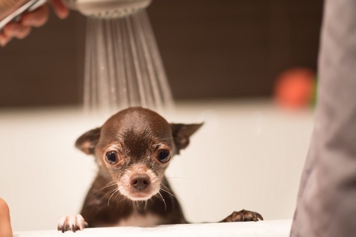 シャワーをかけられる犬