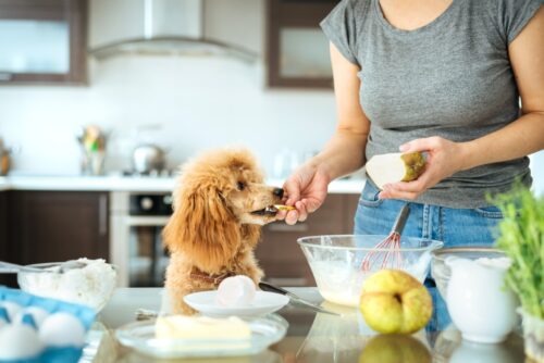 犬と洋梨を食べさせる女性