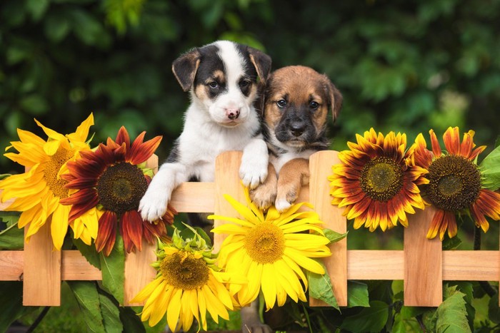 犬とひまわり