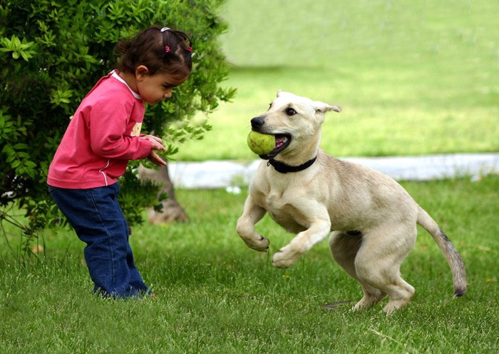 犬と遊ぶ小さい女の子