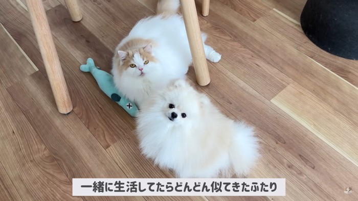 猫化したポテチくん