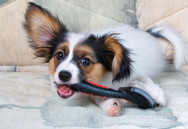 ブラシをくわえる犬