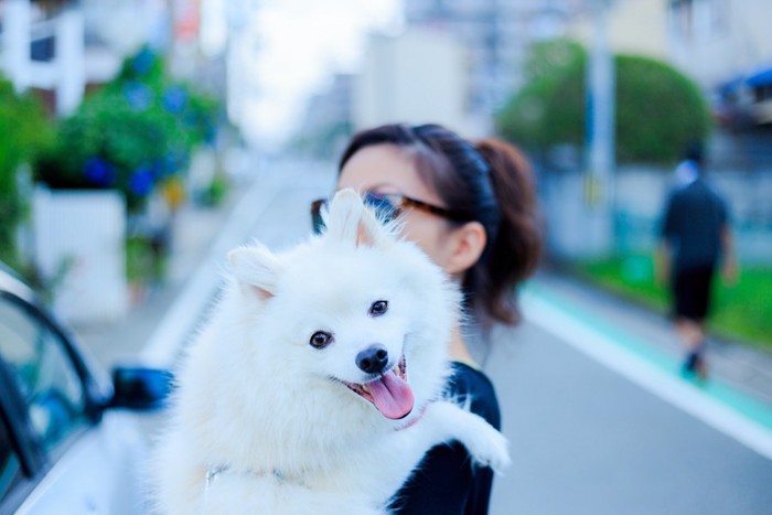 抱っこされてうれしそうなスピッツ系の白い犬