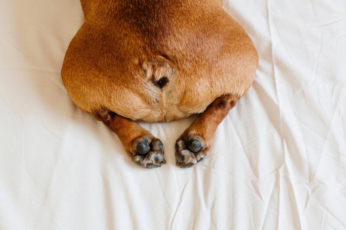 犬のお尻のアップ