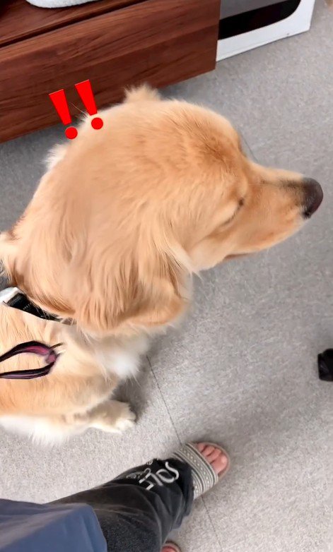 リリーちゃんと弟くんの初対面3