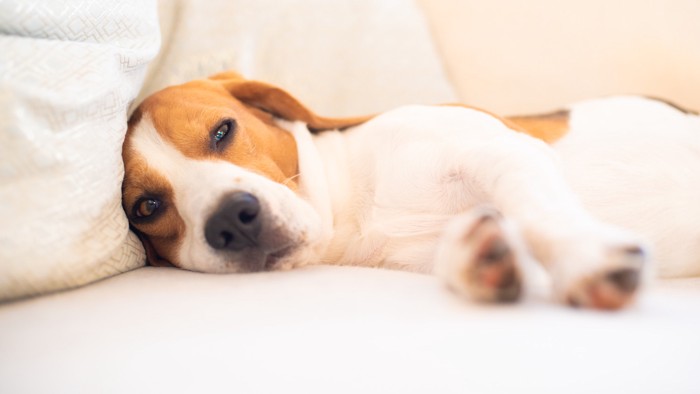 体調が悪そうな様子でソファの上に寝転んでいる犬