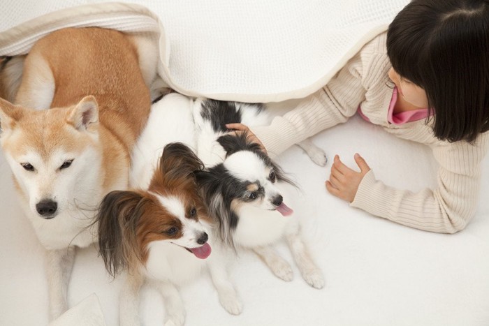 複数の犬と遊ぶ飼い主