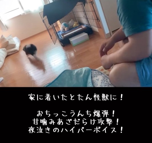 走り回る子犬