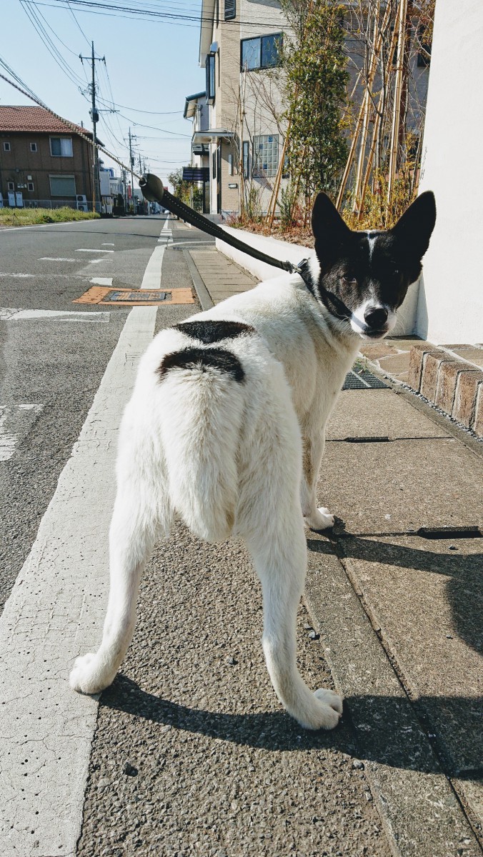 まだまだ散歩が怖いリキ