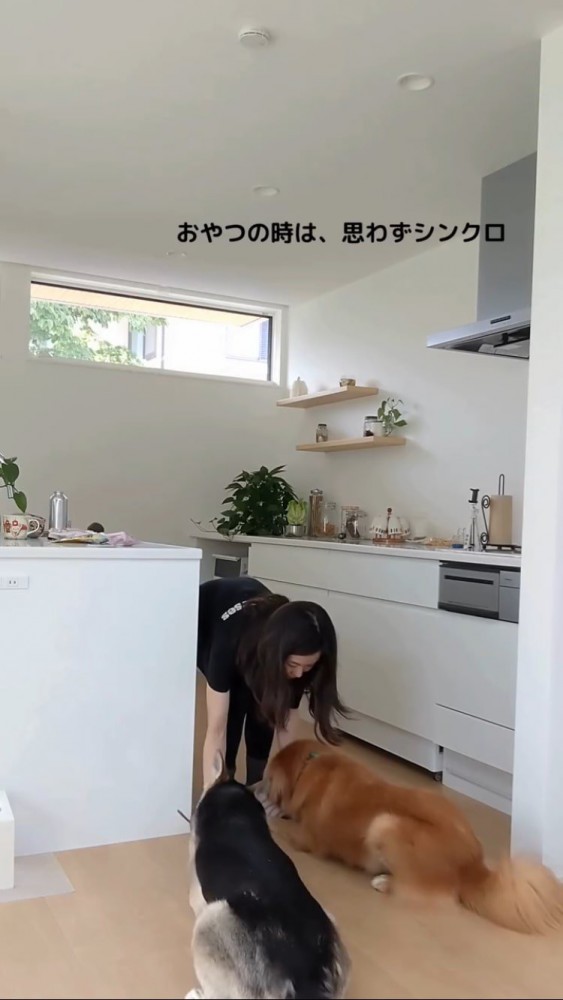 ふせをする犬2匹