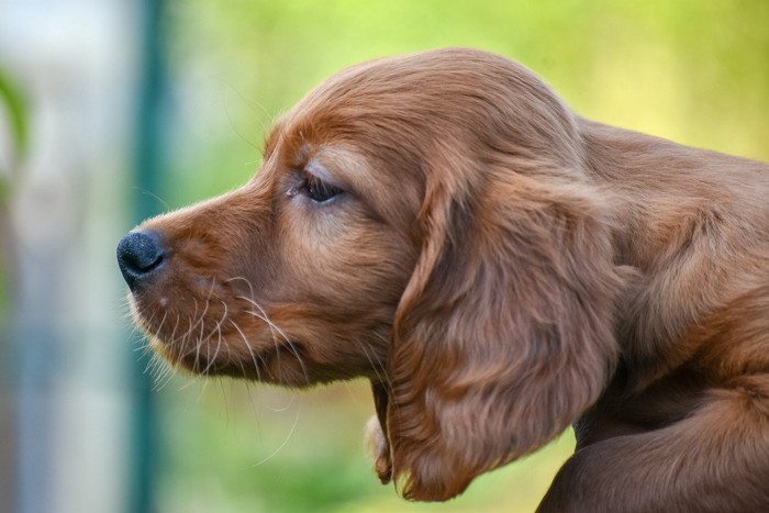 匂いを嗅ぐ犬