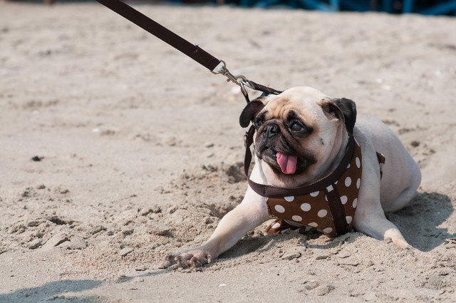 リードを引っ張る犬