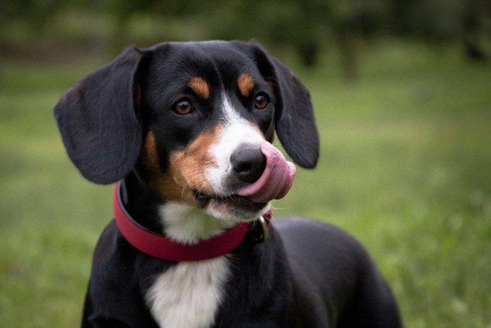 見つめながら舌なめずりをする犬