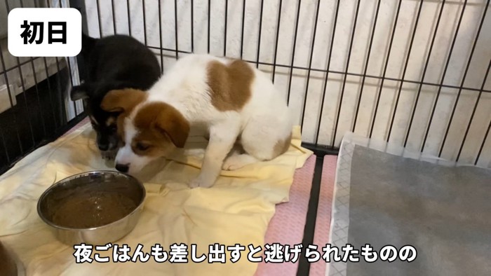 しばらく怯え続けていた