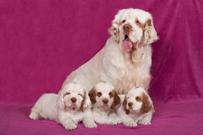 クランバー・スパニエルの母犬と3頭の子犬たち