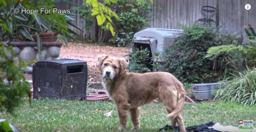 カメラを見る犬