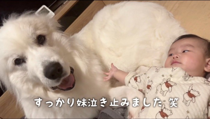 赤ちゃんが泣き止んで笑顔になる犬