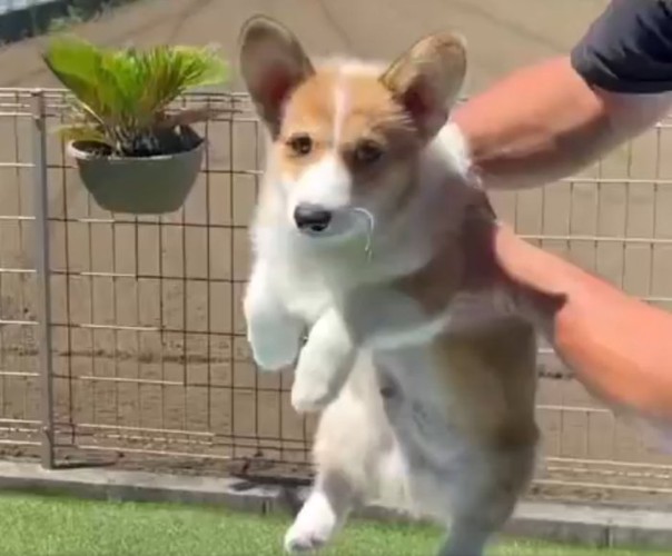 コーギー