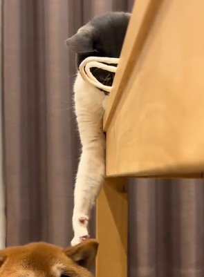 前足で犬の頭を触る猫